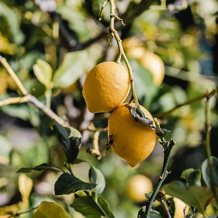 公寓 Aurora - Zf Hvar *