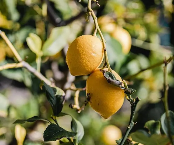 Апартаменты Aurora - Zf Hvar *